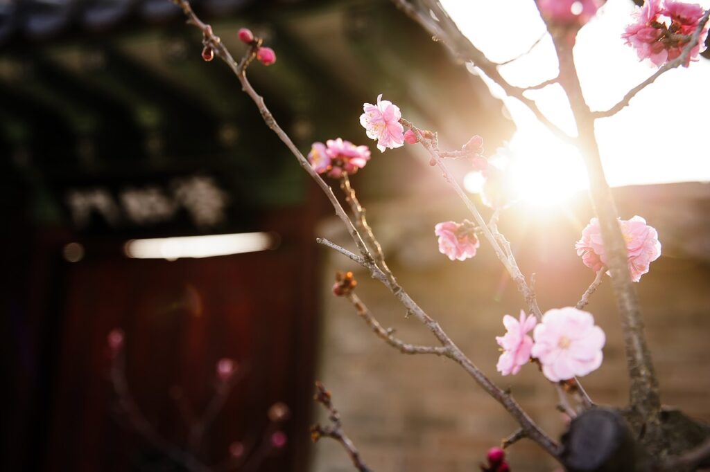 republic of korea, nature, traditional-2777846.jpg
